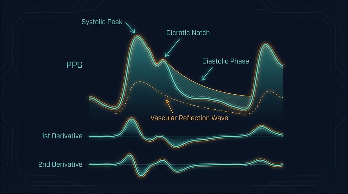Pulse Wave Analysis Using PPG: Waveform Features, Vascular Health, and Clinical Applications